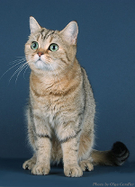 Dalea of Sigo Leopards