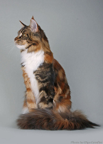 Peppermautz Peppermint Patty