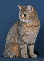 Dalea of Sigo Leopards