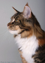 Peppermautz Peppermint Patty