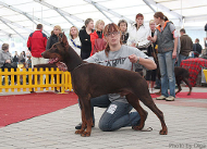 Worlddogshow & Golden Dobermann 2009