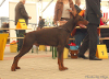 Livonija Baron Leroy Lanberto