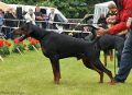 Bentley's Mysa Hersones