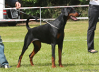 Dobergaarden Forever Aicha
