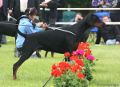 Dobergaarden Forever Aicha